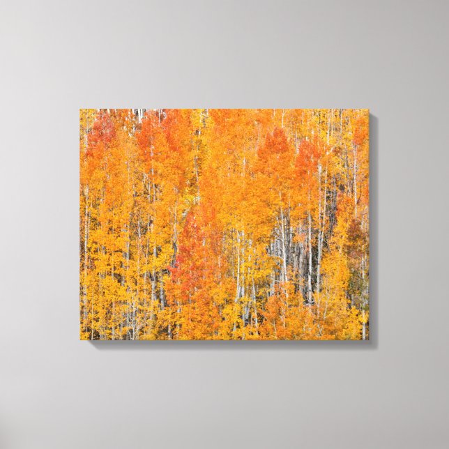 Herbstfarben auf Aspen Groves Leinwanddruck (Vorderseite)