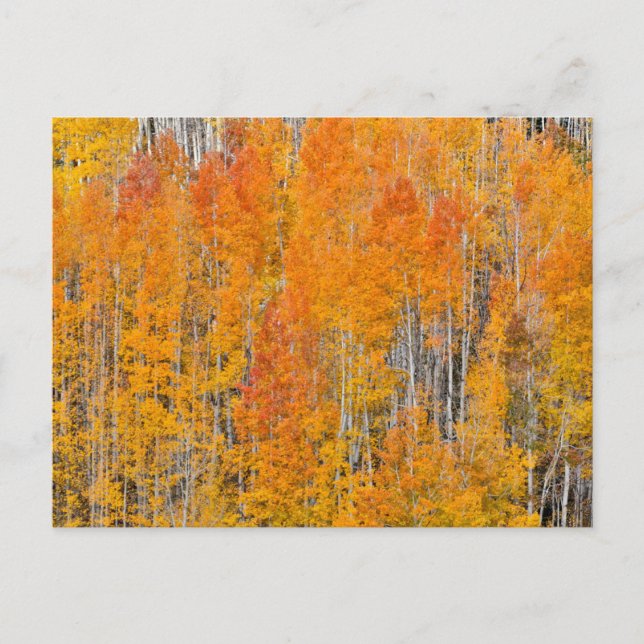 Herbstfarben auf Aspen Groves Postkarte (Vorderseite)