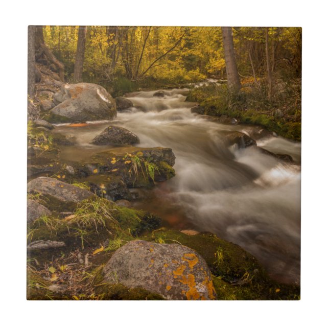 Herbstfarben auf der Cresteincreme Fliese (Vorderseite)