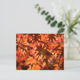 Herbstfarben Blätter Rot Feiertagspostkarte