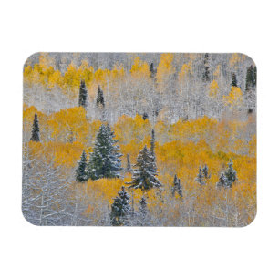 Herbstfarben der Espen und frischer Schnee Keebler Magnet