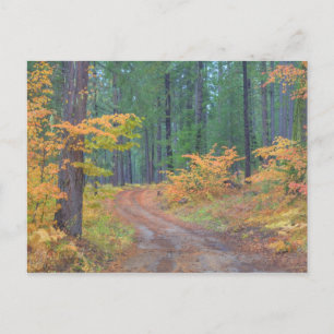 Herbstfarben der Wälder in The Cascade 7 Postkarte