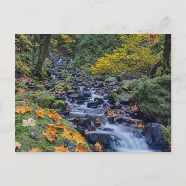 Herbstfarben entlang des Starvation Creek Falls Postkarte (Vorderseite)