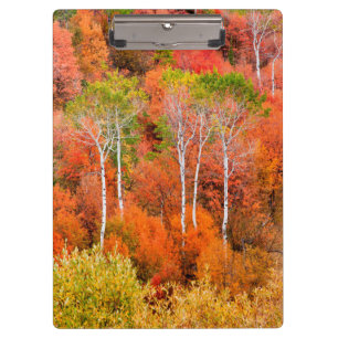 Herbstfarben in den Rocky Mountains, Wyoming, USA Klemmbrett