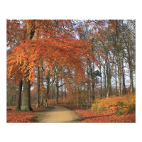 Herbstfarben in der Waldlandschaft