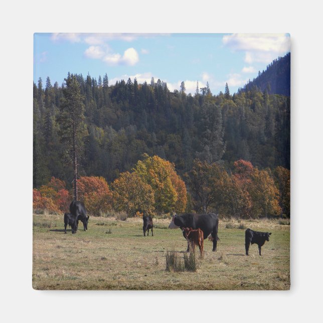 Herbstfarben mit der Herde... Magnet (Vorne)