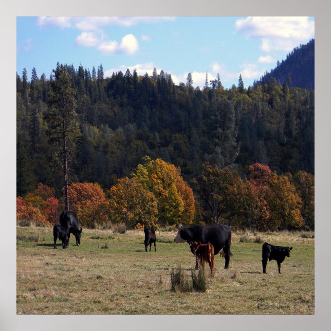 Herbstfarben mit der Herde... Poster (Vorne)