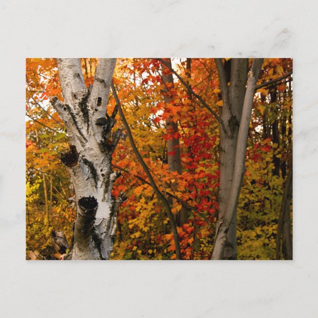 Herbstfarben, nördliches Ontario Postkarte (Vorderseite)