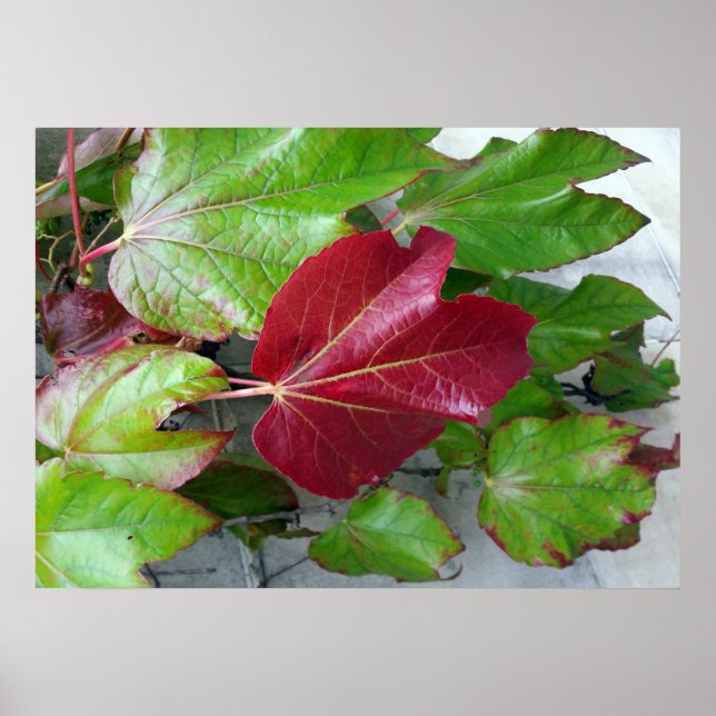 Herbstfarben Poster (Vorne)