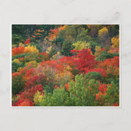 Herbstfarben Postkarte