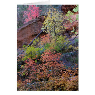 Herbstfarben rund um