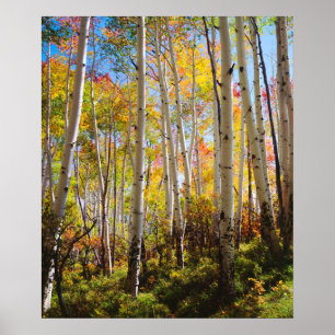 Herbstfarben von Aspen 5 Poster
