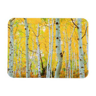 Herbstfarben von Aspen-Bäumen 1 Magnet