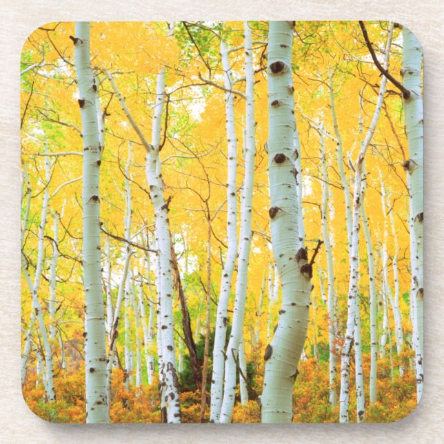 Herbstfarben von Aspen-Bäumen 1 Untersetzer (Vorderseite)
