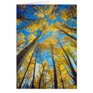 Herbstfarben von Aspen-Bäumen 2