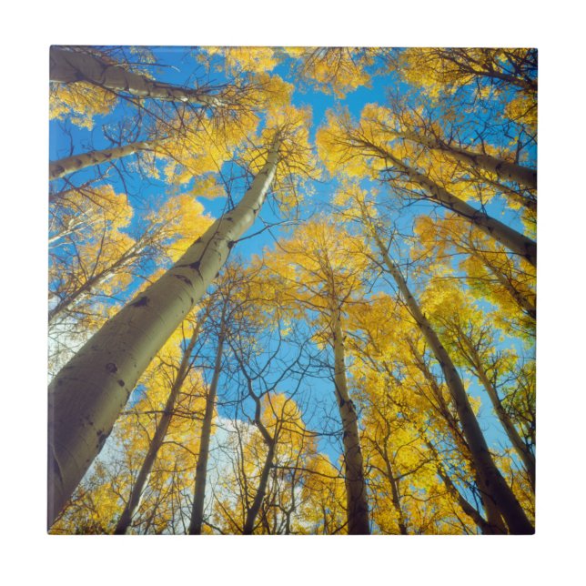 Herbstfarben von Aspen-Bäumen 2 Fliese (Vorderseite)