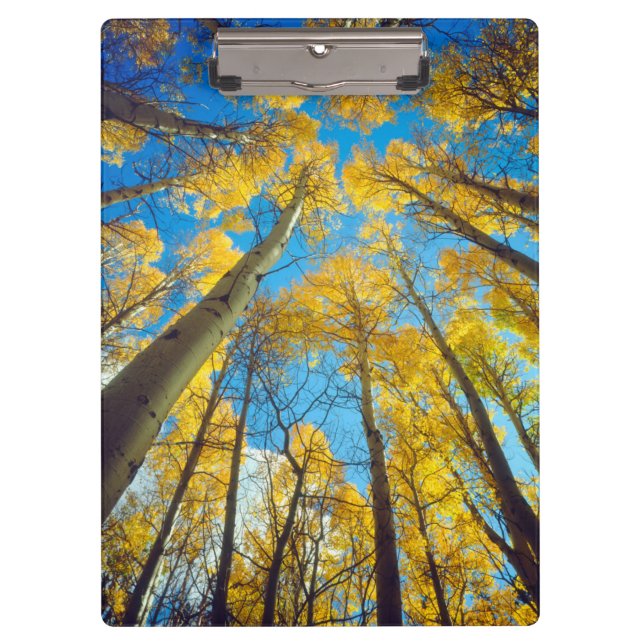 Herbstfarben von Aspen-Bäumen 2 Klemmbrett (Vorderseite)