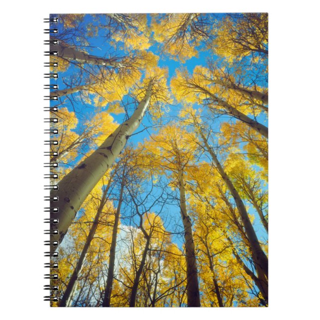 Herbstfarben von Aspen-Bäumen 2 Notizblock (Vorderseite)