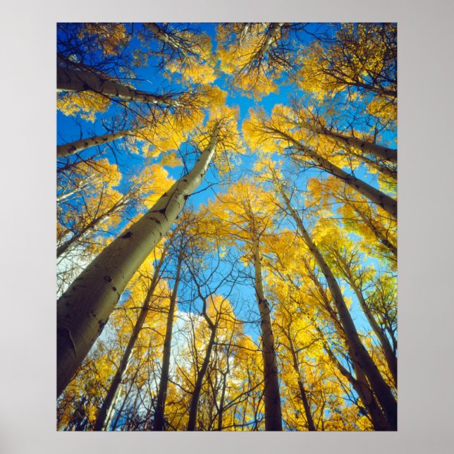 Herbstfarben von Aspen-Bäumen 2 Poster (Vorne)