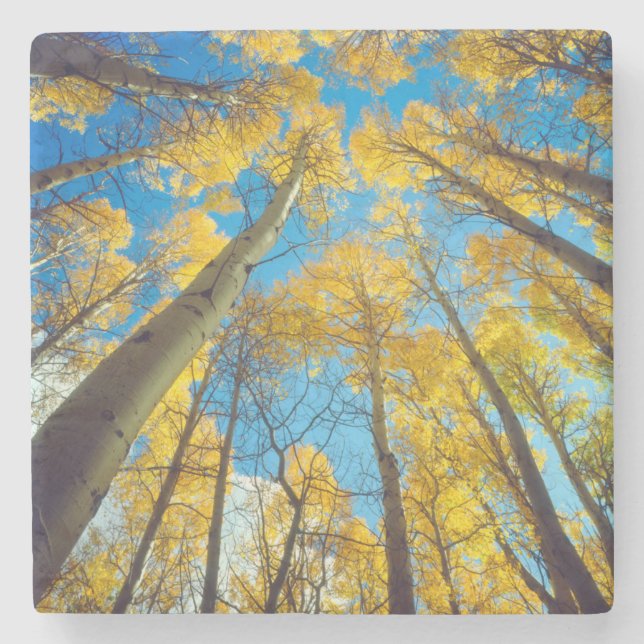 Herbstfarben von Aspen-Bäumen 2 Steinuntersetzer (Vorderseite)