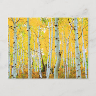 Herbstfarben von Espen 1 Postkarte