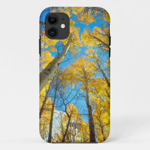 Herbstfarben von Espen 2 title_seo2