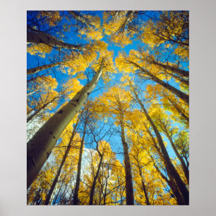Herbstfarben von Espen 2 Poster