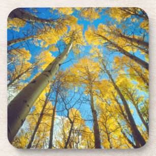 Herbstfarben von Espen 2 Untersetzer