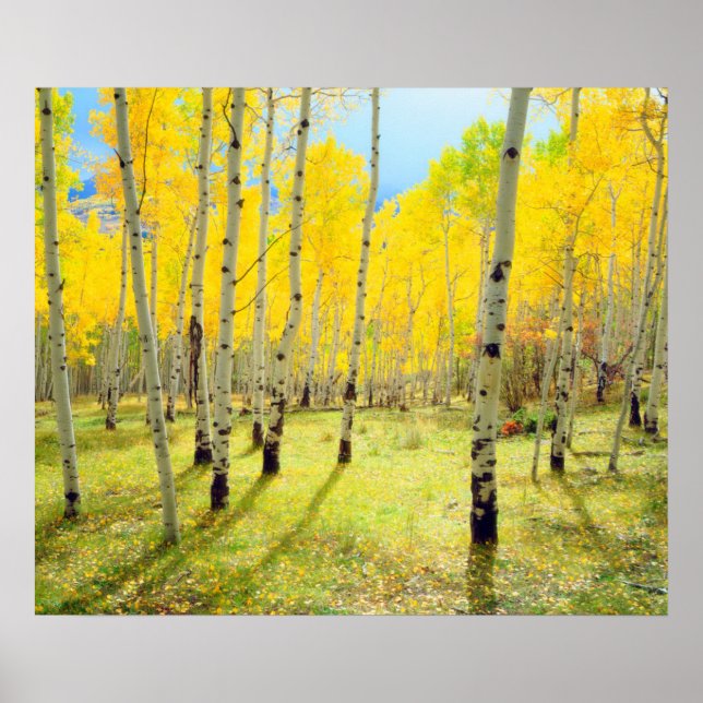Herbstfarben von Espen 4 Poster (Vorne)