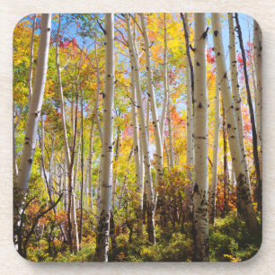 Herbstfarben von Espen 5 Untersetzer
