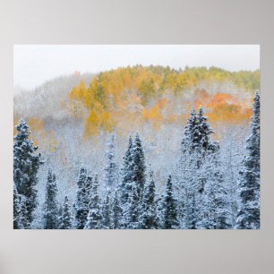 Herbstfarben von Espen & frischer Schnee Keebler P Poster