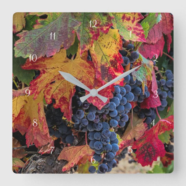 Herbstfarbene Weintrauben und Weinberge Quadratische Wanduhr (Vorderseite)