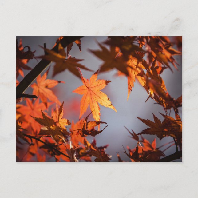 Herbstfarbenwunder Postkarte (Vorderseite)