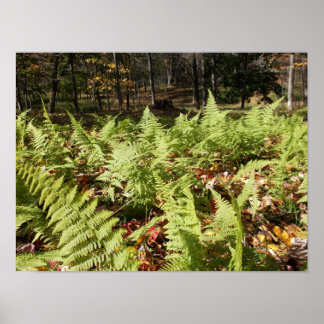 Herbstfarne Poster