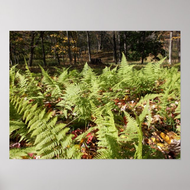 Herbstfarne Poster (Vorne)