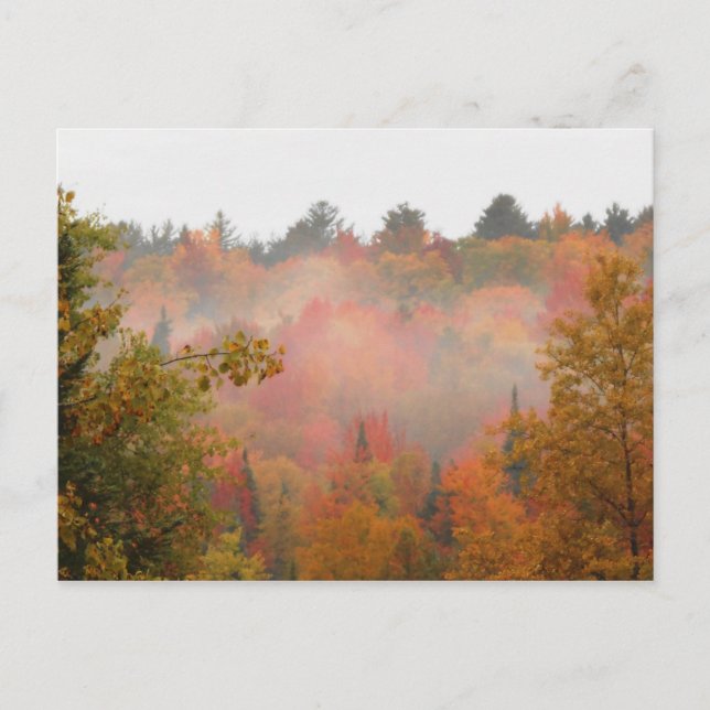 Herbstfeld Adirondacks Bäume Landschaft Postkarte (Vorderseite)