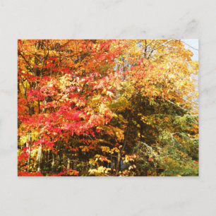 Herbstfeld Adirondacks Bäume Landschaft Postkarte