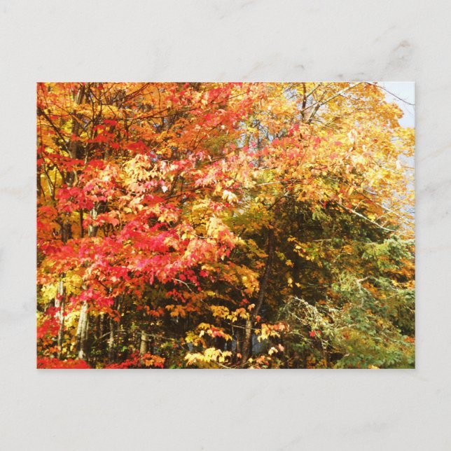 Herbstfeld Adirondacks Bäume Landschaft Postkarte (Vorderseite)