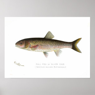Herbstfische oder Silberklub Poster