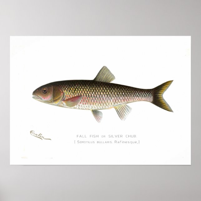 Herbstfische oder Silberklub Poster (Vorne)