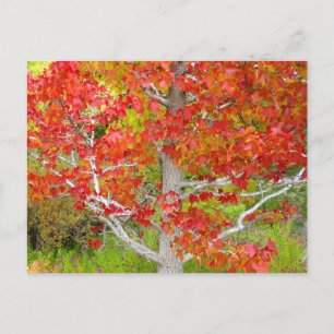 Herbstflüssiges Bernsteinbaum Postkarte