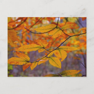 Herbstgelbe Blätter Postkarte