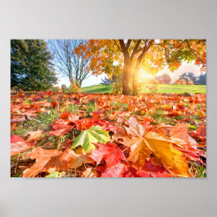 Herbstglanz – Farbige Herbst-Naturfotografie Poster