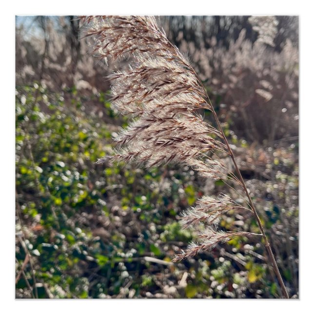 Herbstglück.. Poster (Vorderseite)