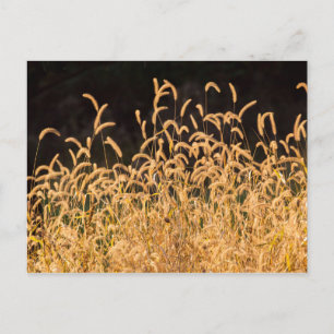 Herbstgras Postkarte