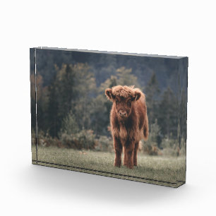 Herbstgrasfeld für Rinder Fotoblock