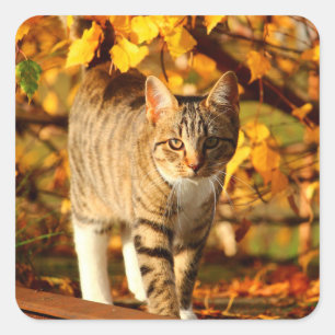 Herbstkatzenaufkleber Quadratischer Aufkleber