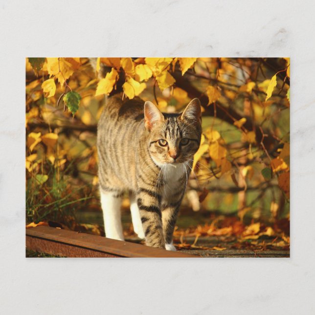 Herbstkatzenpostkarte Postkarte (Vorderseite)