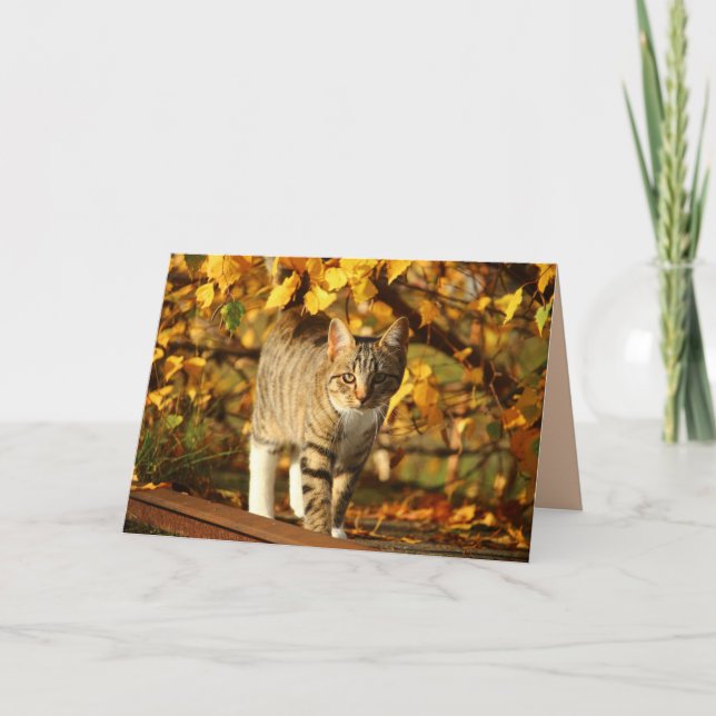 Herbstkatzgrüße Karte (Vorderseite)