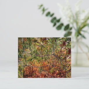 Herbstkiefernadeln feiertagspostkarte